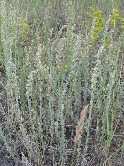 Artemisia carruthii